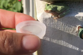 天氣這麼熱《為小青蛙獻上水》結果小青蛙就... 天氣這麼熱《為小青蛙獻上水》結果小青蛙就...