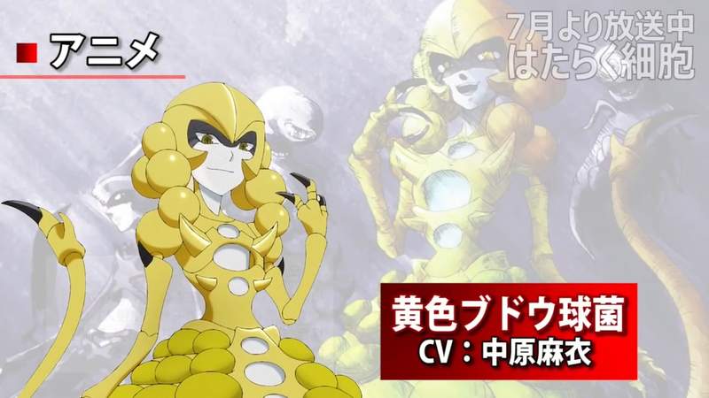 第2話《工作細胞》的《理想與現實》女王風格的金黃色葡萄球菌原來長這樣 第2話《工作細胞》的《理想與現實》女王風格的金黃色葡萄球菌原來長這樣