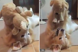 《愛玩娃娃的黃金獵犬》拿到娃娃帶他飛高高~ 《愛玩娃娃的黃金獵犬》拿到娃娃帶他飛高高~