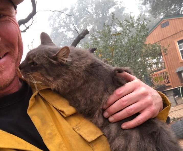 《加州大火碰到人的貓》現在他拒絕離開消防員的身邊