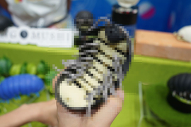 蟲蟲扭蛋《巨型潮蟲》實物登場 腳部的破壞力果然不能輕忽啊...([[[[[) 蟲蟲扭蛋《巨型潮蟲》實物登場 腳部的破壞力果然不能輕忽啊...([[[[[)