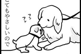 《不同狗狗看到巴哥犬的反應》對巴哥最親切的是黃金獵犬? 《不同狗狗看到巴哥犬的反應》對巴哥最親切的是黃金獵犬?