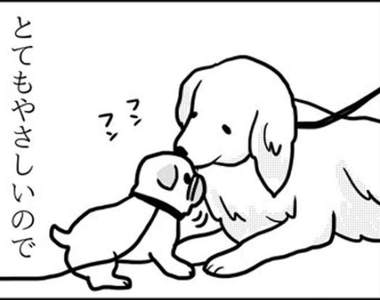 《不同狗狗看到巴哥犬的反應》對巴哥最親切的是黃金獵犬? 《不同狗狗看到巴哥犬的反應》對巴哥最親切的是黃金獵犬?