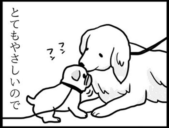 《不同狗狗看到巴哥犬的反應》對巴哥最親切的是黃金獵犬? 《不同狗狗看到巴哥犬的反應》對巴哥最親切的是黃金獵犬?