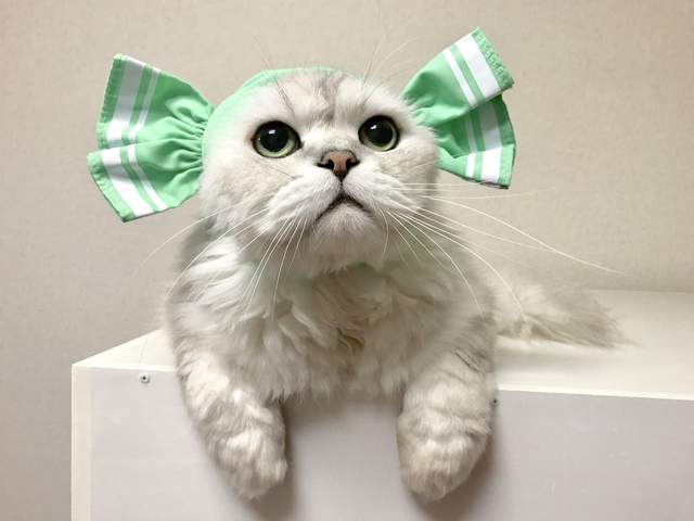 喵的變裝扭蛋《糖果貓》大人氣的貓咪頭套超快速又出新作w 喵的變裝扭蛋《糖果貓》大人氣的貓咪頭套超快速又出新作w