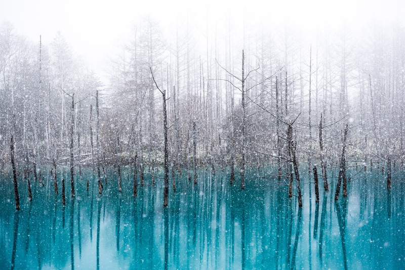 北海道迎接初雪《美瑛白金青い池》蒼茫大雪中令人屏息的自然奇跡,一生必去一次的絕世美景 北海道迎接初雪《美瑛白金青い池》蒼茫大雪中令人屏息的自然奇跡,一生必去一次的絕世美景