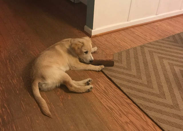 領養狗狗《最好的朋友是磚塊》聽起來有點心酸（淚）