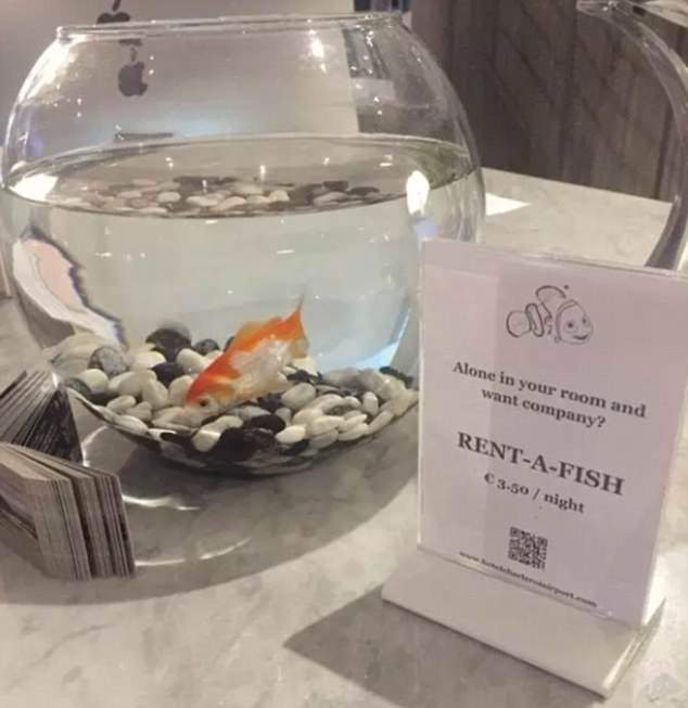  《太過貼心的飯店服務》寂寞的話可以租條魚陪你過夜