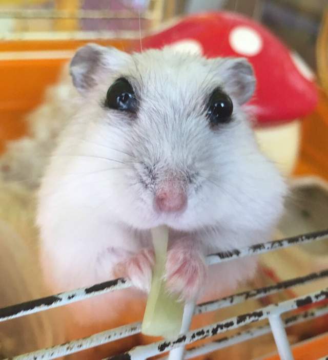 《不擅長吃花椰菜大賽冠軍倉鼠》看這隻小倉鼠塞不進嘴裡讓人覺得好為他緊張XD 《不擅長吃花椰菜大賽冠軍倉鼠》看這隻小倉鼠塞不進嘴裡讓人覺得好為他緊張XD