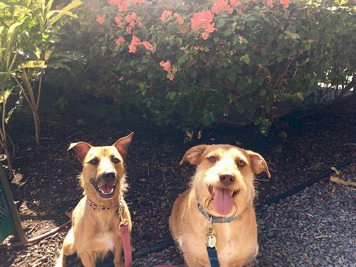 出去溜個狗《就認養一隻狗回家》沒辦法他一定是我家汪的兄弟 出去溜個狗《就認養一隻狗回家》沒辦法他一定是我家汪的兄弟