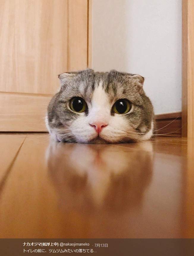 《喵星人趴趴》天氣熱就該像這樣貼著地板涼快一下 《喵星人趴趴》天氣熱就該像這樣貼著地板涼快一下