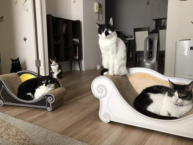 《貓奴晚餵飼料的結果》超強烈＂貓壓＂讓你想不準時都很難...