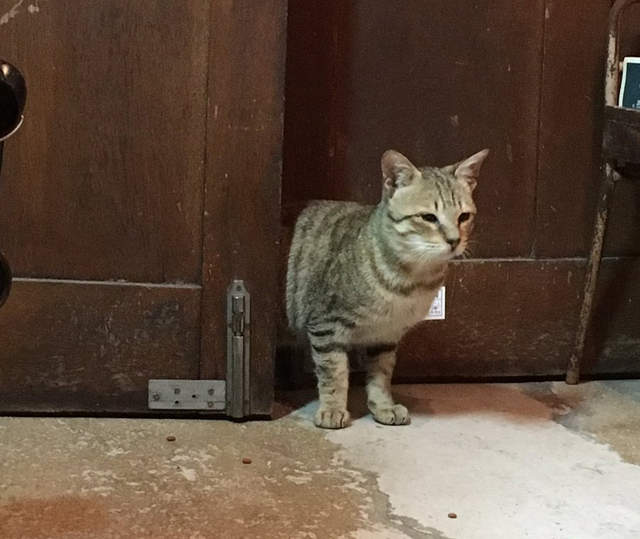 關店後的可愛邂逅《拜訪舊書店的貓》不買書也捨不得趕他走……