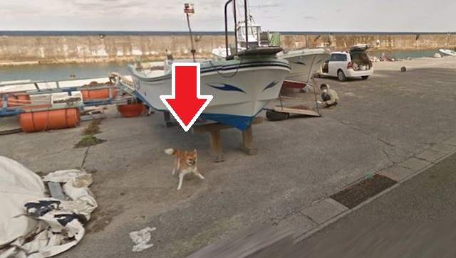 鹿兒島上的《街景柴犬》搜尋街景圖就能看到的可愛光景♥