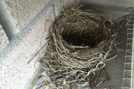 這一戰就是4年《排氣口上的鳥巢》鳥媽媽堅持來這築巢讓網友大傻眼 這一戰就是4年《排氣口上的鳥巢》鳥媽媽堅持來這築巢讓網友大傻眼