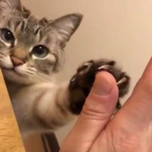Give me five《會擊掌的喵星人》還發出萌萌的喵喵聲太犯規了(被萌殺) Give me five《會擊掌的喵星人》還發出萌萌的喵喵聲太犯規了(被萌殺)