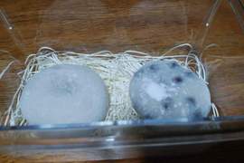 推特瘋傳《超謎和菓子飼育》最近的倉鼠真是跟大福越來越像了呢ww 推特瘋傳《超謎和菓子飼育》最近的倉鼠真是跟大福越來越像了呢ww
