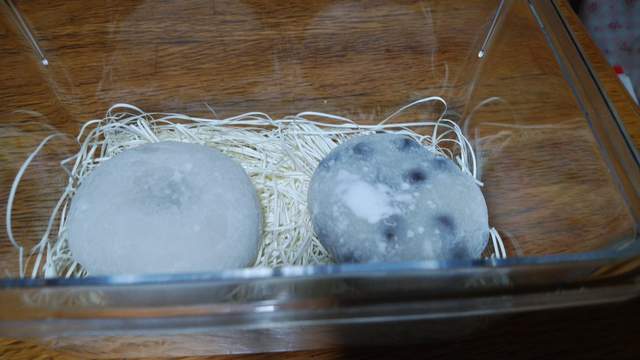 推特瘋傳《超謎和菓子飼育》最近的倉鼠真是跟大福越來越像了呢ww