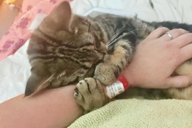 害怕被拋棄《緊抓著手不放的貓》就算長大了也維持這個習慣 害怕被拋棄《緊抓著手不放的貓》就算長大了也維持這個習慣