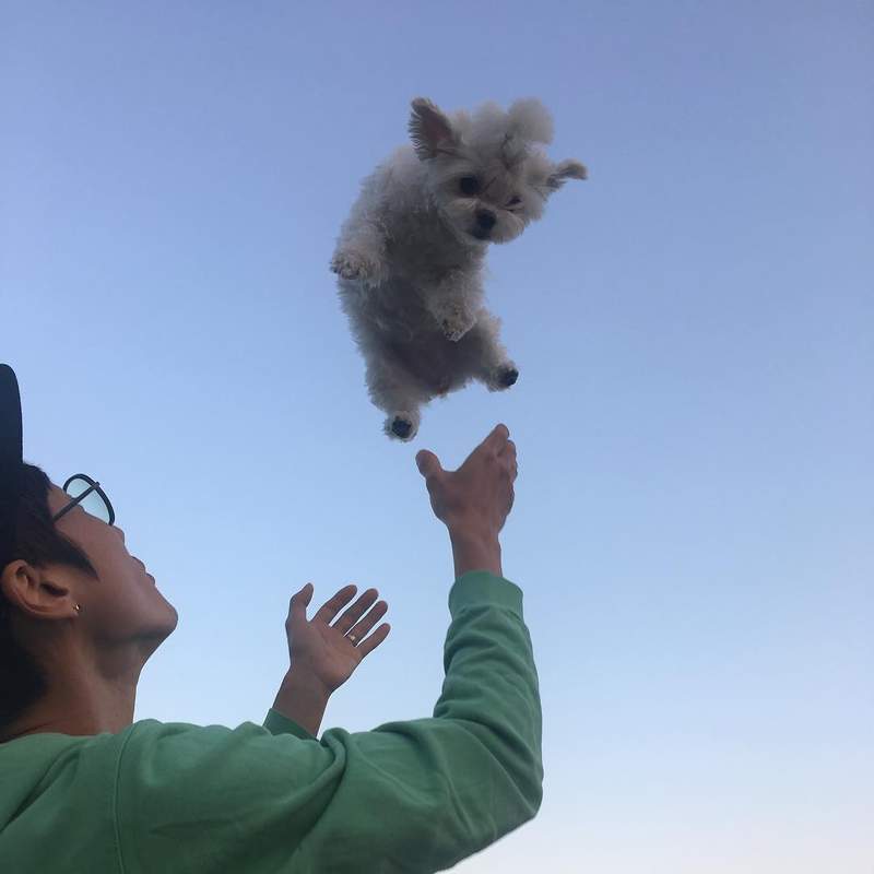 把狗狗拋向空中的《狗狗漂浮照》在韓國流行　日媒批這簡直是虐待動物...