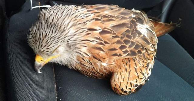 《救了一隻受傷的紅鳶》馬上就領教到他的厲害