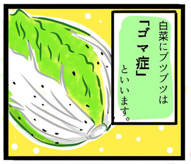 火鍋季必見《白菜上的小黑點》不是發霉也不是生病,而是白菜努力成長的證據!? 火鍋季必見《白菜上的小黑點》不是發霉也不是生病,而是白菜努力成長的證據!?