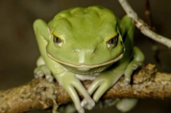 《厭世樹蛙》怎麼可以擺出什麼都無所謂的那種眼神啊XD