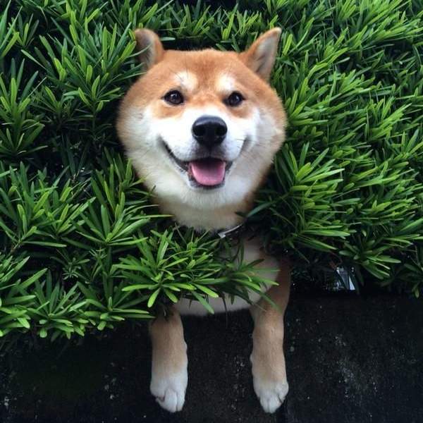 飼主都愛取這些名《最常見的狗名》第一名真的蠻常聽到的w - 圖片1 飼主都愛取這些名《最常見的狗名》第一名真的蠻常聽到的w - 圖片1