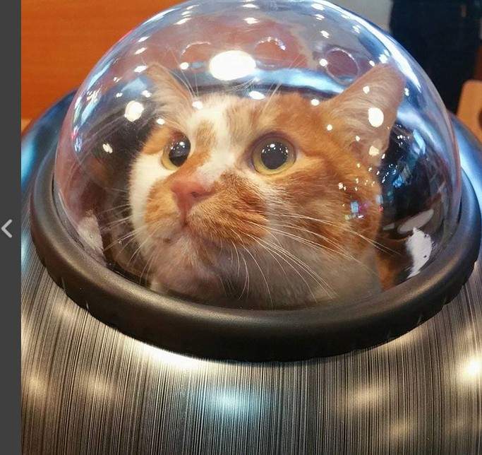 《太空艙貓》喵星人超好奇透過玻璃罩看世界 《太空艙貓》喵星人超好奇透過玻璃罩看世界