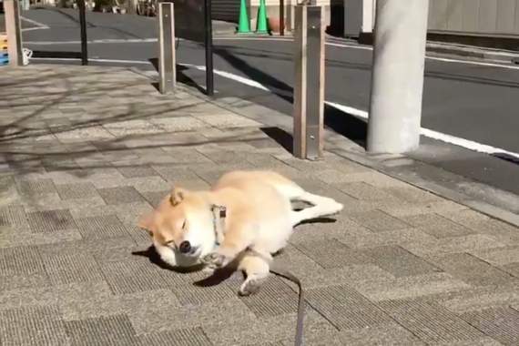 不想回家《柴犬まる》曬太陽好舒服哇~汪星人爽躺秒睡畫面超療癒 不想回家《柴犬まる》曬太陽好舒服哇~汪星人爽躺秒睡畫面超療癒
