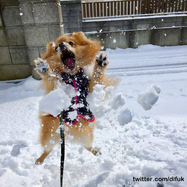 《東京久違的大雪》狗狗放出門結果比主人玩得還瘋ww