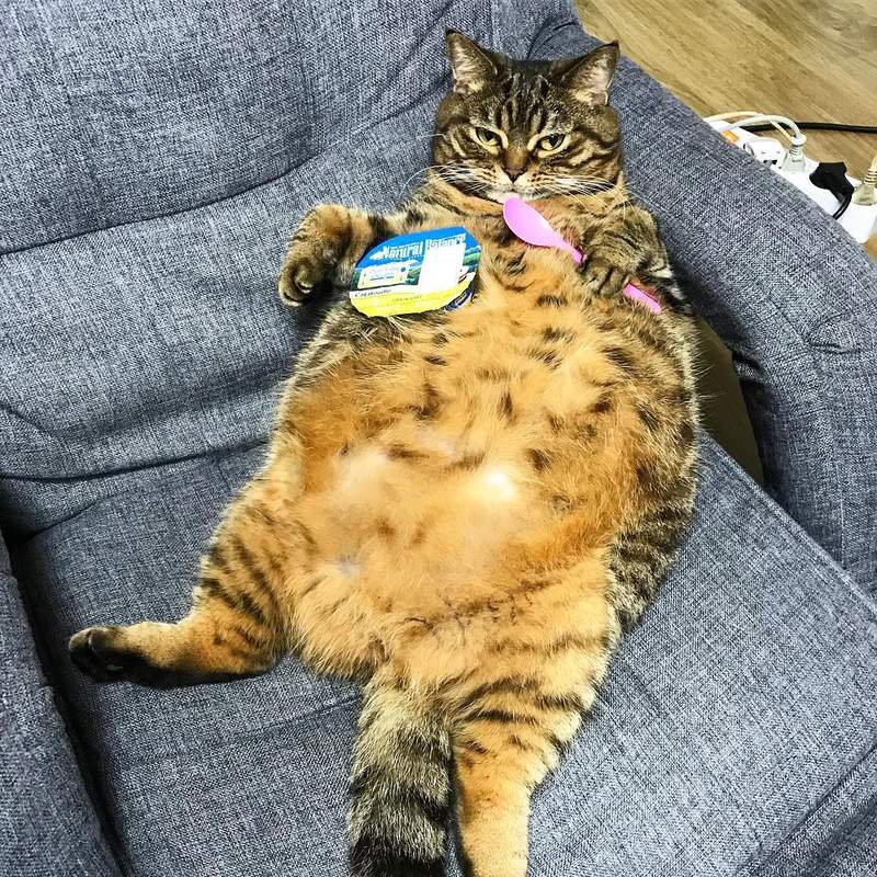 姊紅的不是臉是脂肪《肥貓Coco》一家三口都肥嘟嘟的超可愛♥