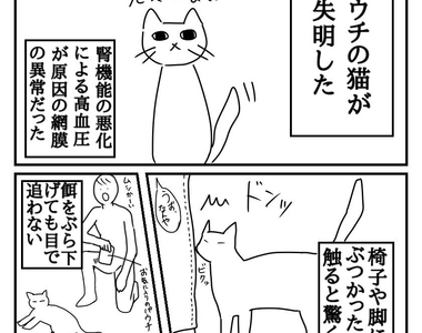 《貓咪失明的經驗分享》希望喚起飼主們對高齡寵物的更多注意 《貓咪失明的經驗分享》希望喚起飼主們對高齡寵物的更多注意