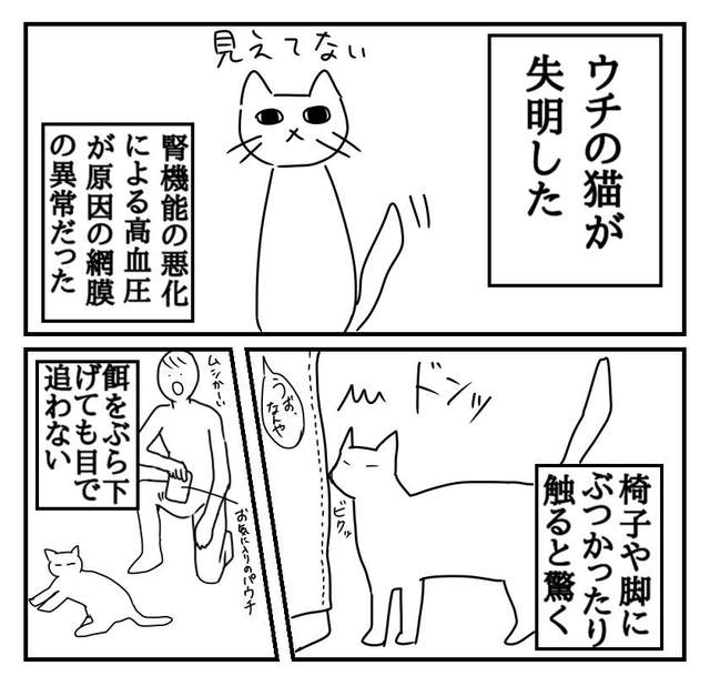《貓咪失明的經驗分享》希望喚起飼主們對高齡寵物的更多注意 《貓咪失明的經驗分享》希望喚起飼主們對高齡寵物的更多注意