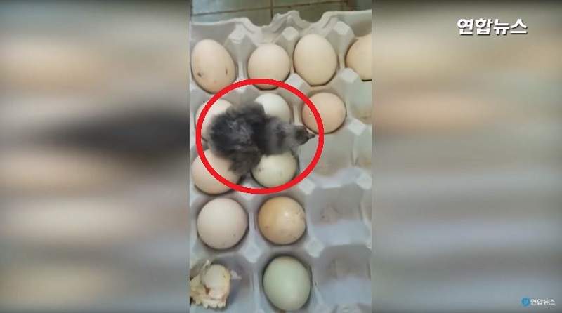 炎夏驚奇事件《天氣熱到孵出小雞》把雞蛋放陽台就孕育新生命了...