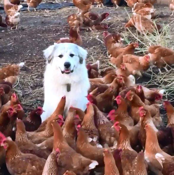難道這就是....牧雞犬《雞群中超淡定的狗》被猛啄也不動如山