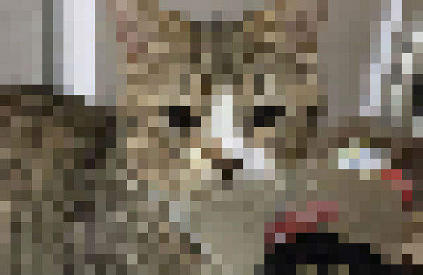 貓奴在做菜意外發生《咖哩事件》轉頭一看發現貓老大竟然... 貓奴在做菜意外發生《咖哩事件》轉頭一看發現貓老大竟然...