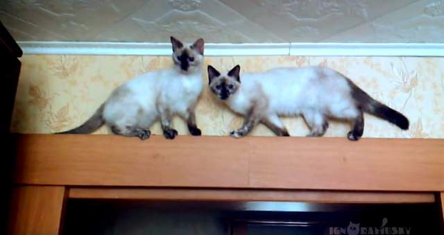 這條路是單向道《當貓咪會車時》牠們果然沒有骨頭阿阿阿