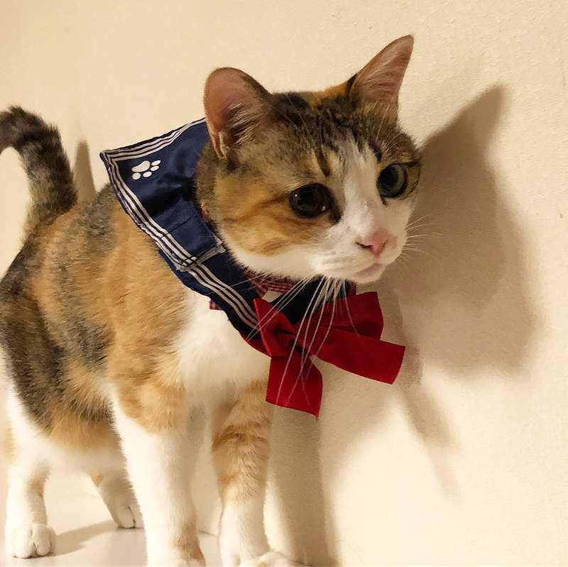 貓咪頭套不流行了？那就來個《貓咪領巾》讓喵星人開始就讀喵喵學園吧