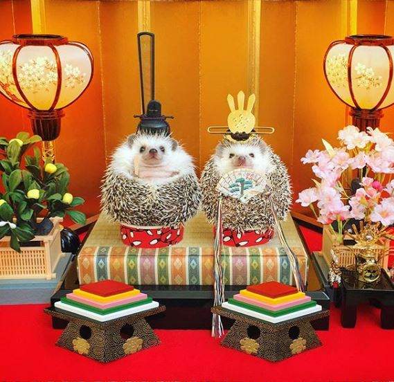 一手就可以掌握《超人氣刺蝟Azuki》內心情緒很充足的小少年(&#39;・ω・&#39;)