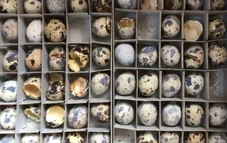 《日本猛暑的威力》家裡放的鵪鶉蛋竟然孵出大量小鵪鶉!? 《日本猛暑的威力》家裡放的鵪鶉蛋竟然孵出大量小鵪鶉!?