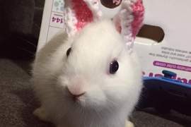 沒有耳朵的兔子《Mimi》飼主用「這招」讓牠萌度翻倍成為網紅寵物 沒有耳朵的兔子《Mimi》飼主用「這招」讓牠萌度翻倍成為網紅寵物