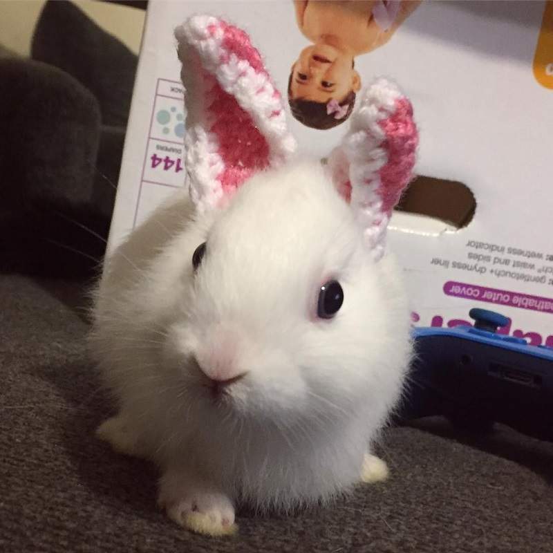 沒有耳朵的兔子《Mimi》飼主用「這招」讓牠萌度翻倍成為網紅寵物 沒有耳朵的兔子《Mimi》飼主用「這招」讓牠萌度翻倍成為網紅寵物