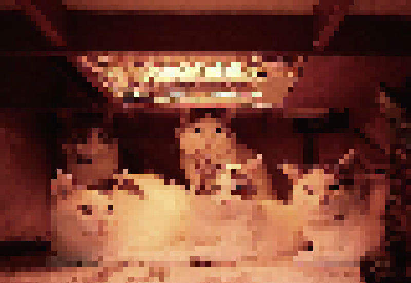 意外像封面照《暖桌下的貓寫真》感覺提個字就可以直接出版啦～