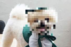 梨花女子大學新周邊人氣爆棚!《狗狗學士服》麻豆照一出直接萌殺消費者♥ 梨花女子大學新周邊人氣爆棚!《狗狗學士服》麻豆照一出直接萌殺消費者♥