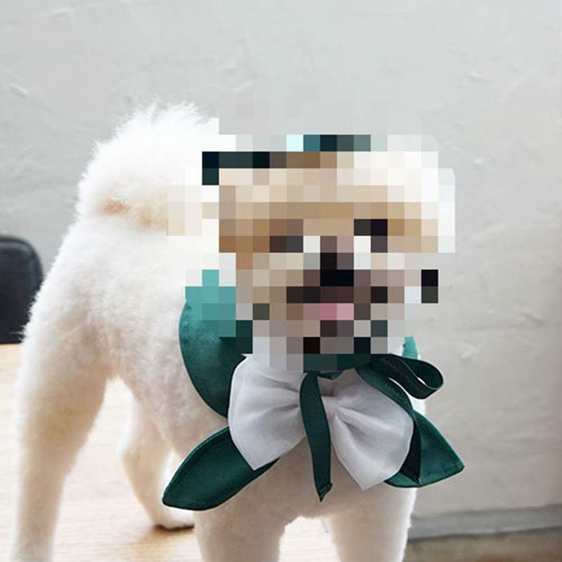 梨花女子大學新周邊人氣爆棚!《狗狗學士服》麻豆照一出直接萌殺消費者♥ 梨花女子大學新周邊人氣爆棚!《狗狗學士服》麻豆照一出直接萌殺消費者♥