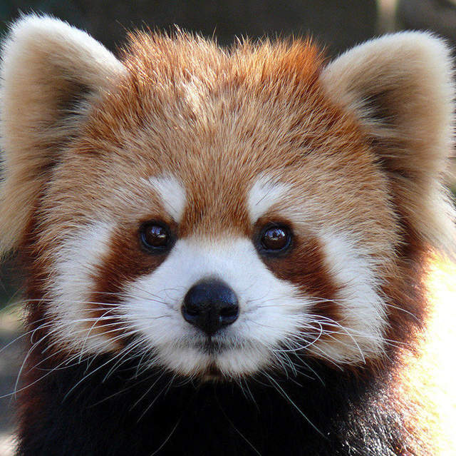 《萌萌系動物好笑動圖》KUSO人生的一瞬之光系列 《萌萌系動物好笑動圖》KUSO人生的一瞬之光系列