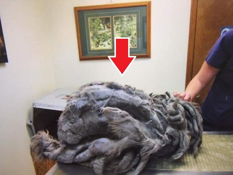 收容所前出現《灰色毛團》把毛剃掉後竟然出現意想不到的「牠」...