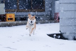 治癒圖《柴犬與雪的攝影照片》雖然大雪造成困擾~但這畫面真的太美 治癒圖《柴犬與雪的攝影照片》雖然大雪造成困擾~但這畫面真的太美