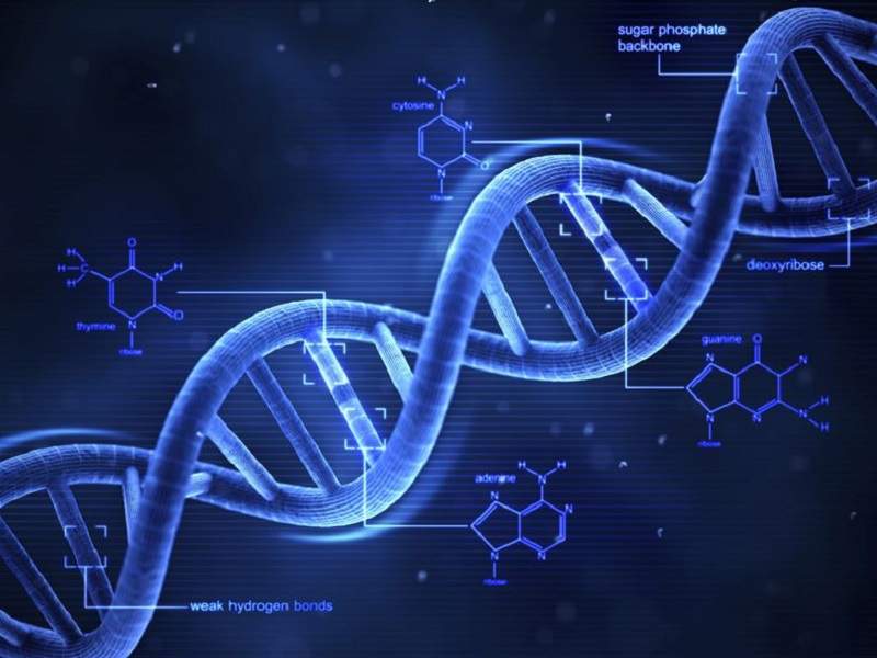 基因的秘密就在頭髮上《DNA辮子編髮》只要轉一下就是悉的雙股螺旋 - 圖片2